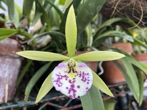 Brassocattleya Reneé Gerber