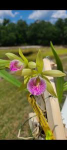 Brassocattleya Reneé Gerber