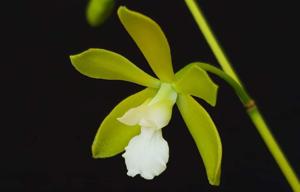 Encyclia Tampa Tropane
