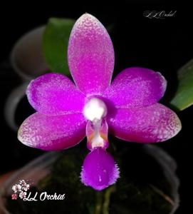 Phalaenopsis Sri Tanjung