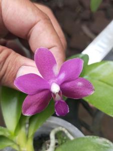 Phalaenopsis Sri Tanjung