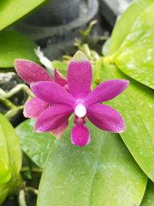 Phalaenopsis Sri Tanjung