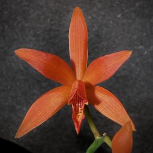 Cattlianthe Kai Quintal