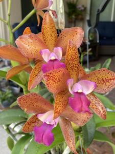 Cattlianthe Jet's Surprise