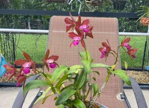 Cattlianthe Jet's Surprise