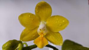 Phalaenopsis Mini Lemon Drops