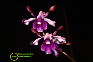 Dendrobium D. Shanum Azkadina