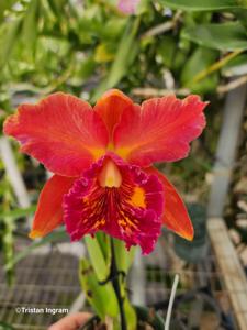 Rhyncholaeliocattleya Forever Love