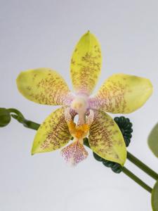 Phalaenopsis Danie Olson