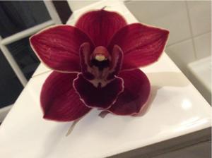 Cymbidium Red Shift