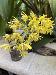 Dendrobium Gracillimum