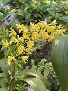 Dendrobium Gracillimum