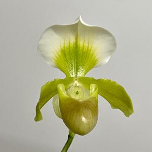 Paphiopedilum Sandra's Helen Maha