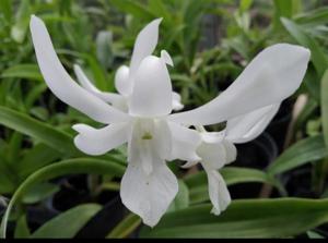 Dendrobium Lumajang Exsotik