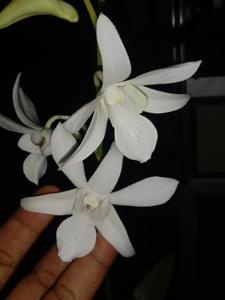 Dendrobium Lumajang Exsotik