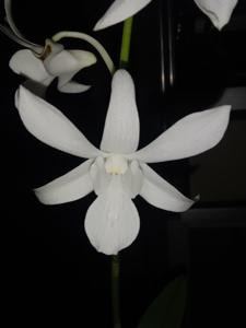 Dendrobium Lumajang Exsotik