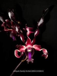 Dendrobium Emil E Dardak