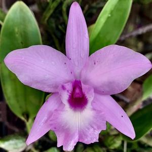 <i>Laeliocattleya</i> Jairak Taffy