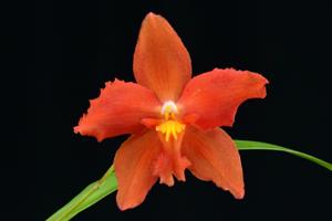 Oncidium Ilsa Meul