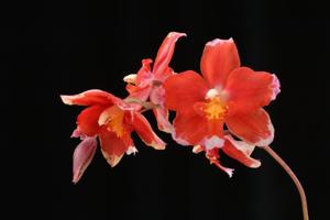 Oncidium Ilsa Meul