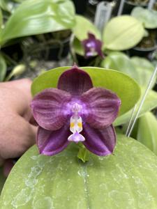 Phalaenopsis Mituo Smurfette