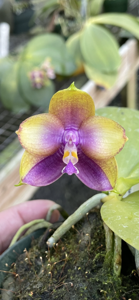 Phalaenopsis Mituo Smurfette