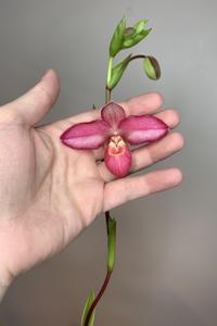 Phragmipedium Ketchup Chips