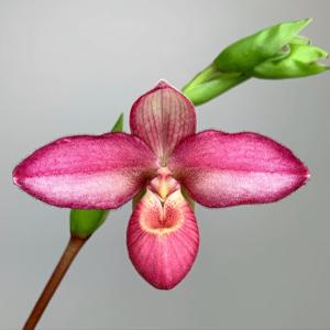 Phragmipedium Ketchup Chips