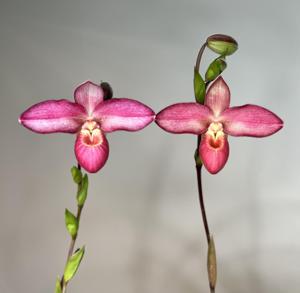 Phragmipedium Ketchup Chips