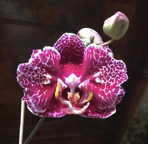 Phalaenopsis Victoria's Lace