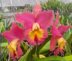 Rhyncholaeliocattleya Odili Gonzalez