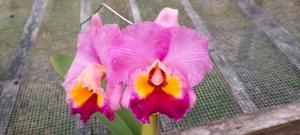 Rhyncholaeliocattleya Odili Gonzalez