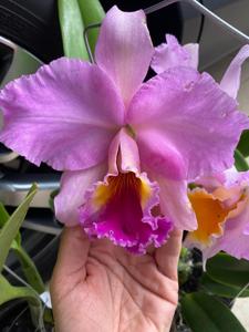 Rhyncholaeliocattleya Odili Gonzalez