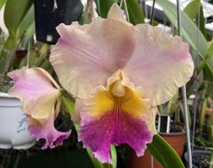 Rhyncholaeliocattleya Odili Gonzalez