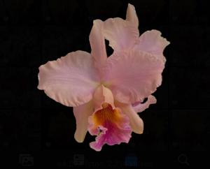 Rhyncholaeliocattleya Odili Gonzalez