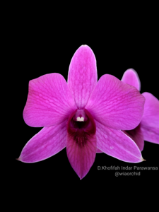 Dendrobium Khofifah Indar Parawansa