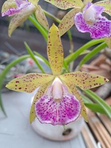 <i>Rhynchobrassoleya</i> Ana Clara MF