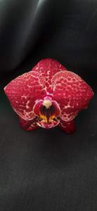 Phalaenopsis Glos' Red Moon