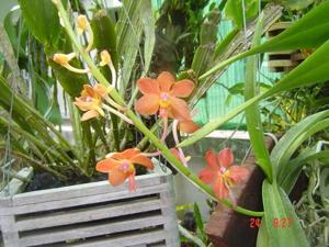 Vanda Red Rocket