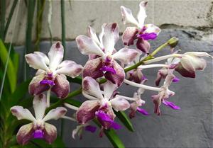 Vandachostylis Emilie Tong