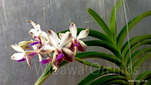 Vandachostylis Emilie Tong