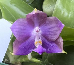 Phalaenopsis Mituo Speciosa Dragon