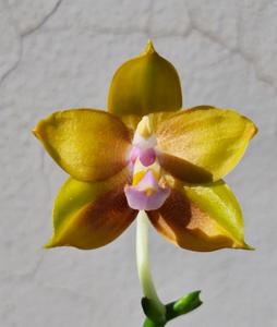 Phalaenopsis Mituo Speciosa Dragon