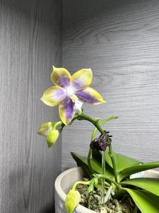 Phalaenopsis Mituo Speciosa Dragon