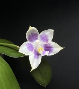 Phalaenopsis Mituo Speciosa Dragon