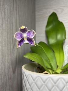 Phalaenopsis Mituo Speciosa Dragon