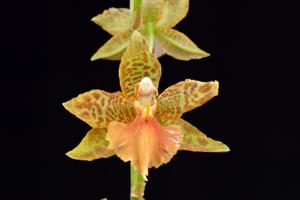 Rhynchostele Veiled Beauty