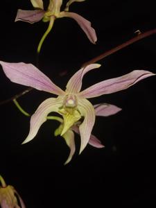 Dendrobium Rumini