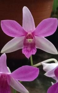 Dendrobium Agustiyani