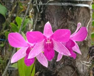 Dendrobium Agustiyani